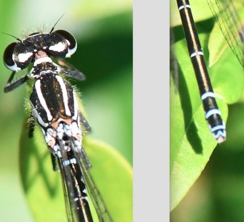 Réf. 282 819 : Coenagrion puella